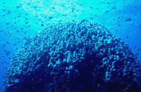 A gigantic coral head