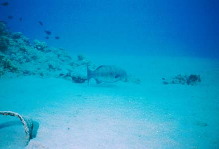This grouper was lurking smaller fish for a long time before it attacked at high speed. It missed this time.