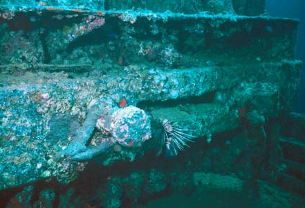 Look at the lionfish on the railroad carriage on the deck of the Thistlegorm wreck