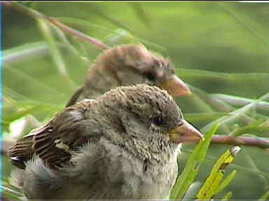 Baby sparrows