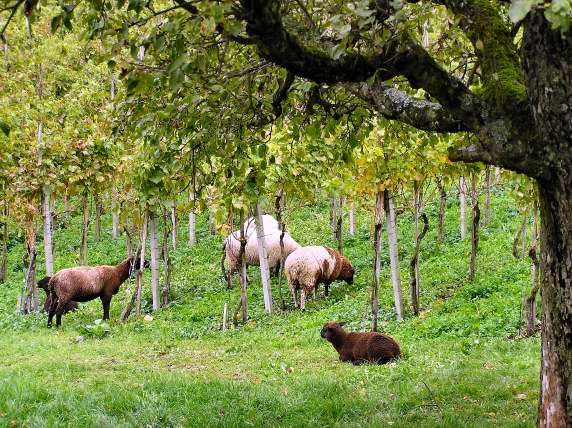 Idyllic scene in in small vineyard in Enge