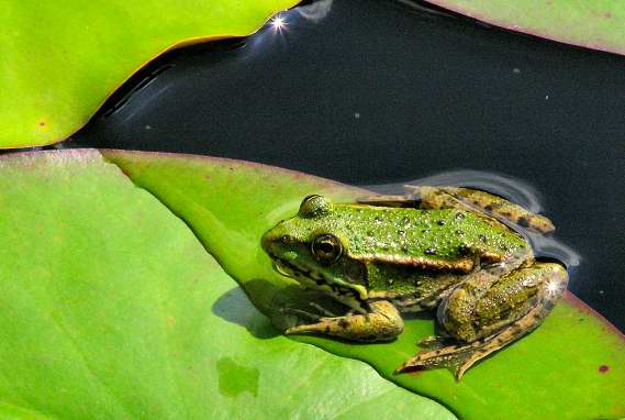 Frog basks in the sun on a water-lily in the botanical gardens