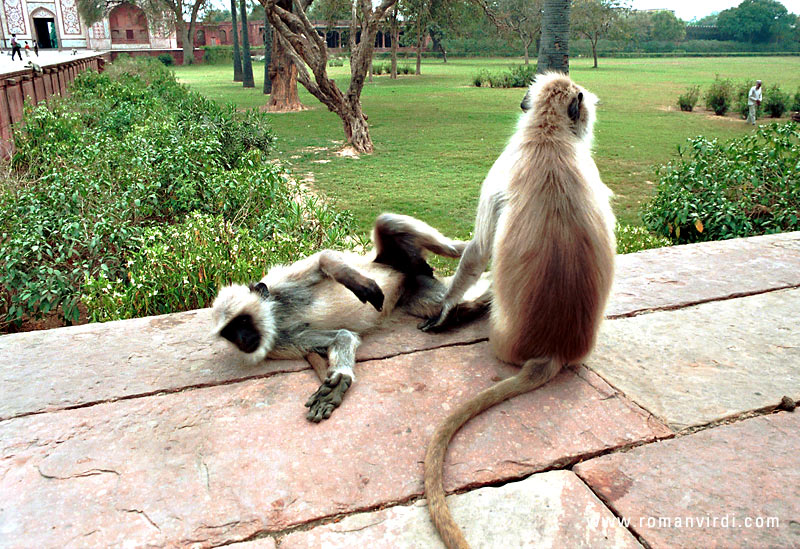 Monkeys at Sikandra