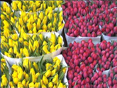 Colourful tulips at the flower market