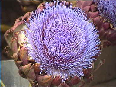 Artichoke flower