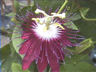 A passion fruit flower