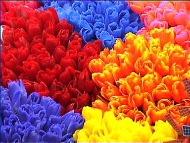 These bright flowers were made of plastic and called 'Disco Tulips'