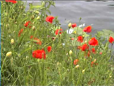 Bright poppies by the riverside