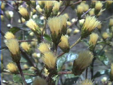 Bushy flowers on the way to Fumaça