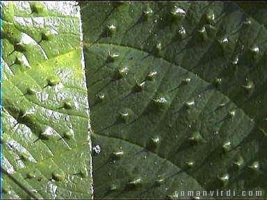 Spiky leaf