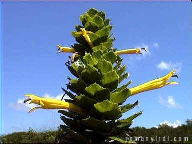 Weird flowers sticking out