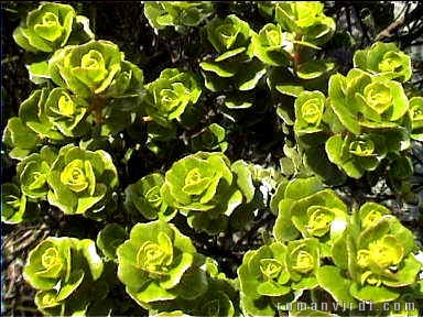 Green roses or so..