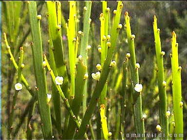 Teeny weeny flowers here...