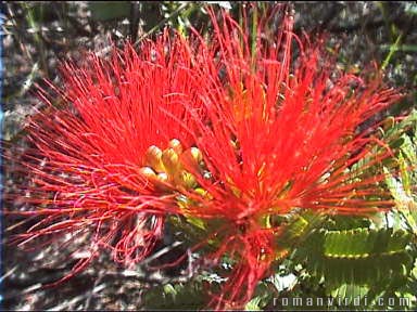 Bristly red