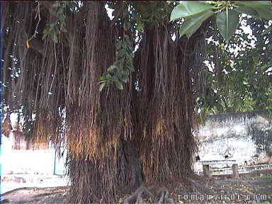 This tree has long hanging roots...