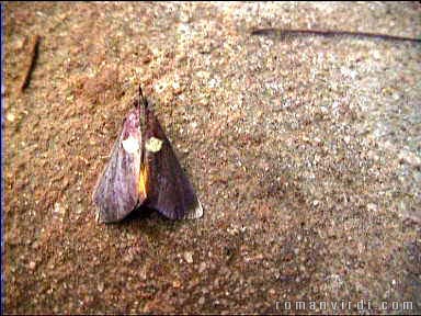 Moth at Poço Azul