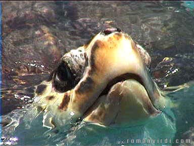 This is a huge turtle surfacing for air at Praia do Forte