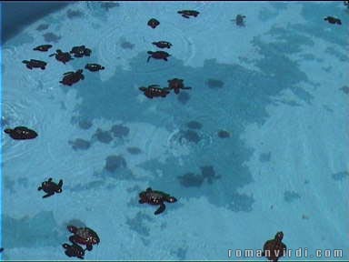 That's a lot of baby turtles