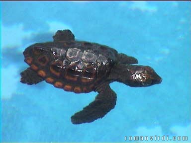 Baby turtle