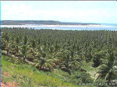 Palm trees galore