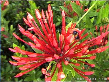 Flower with bee