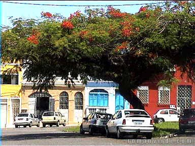 Coloured houses and tree