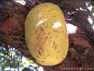 Durian or Breadfruit