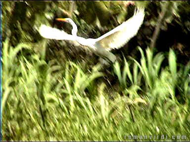 Heron taking off