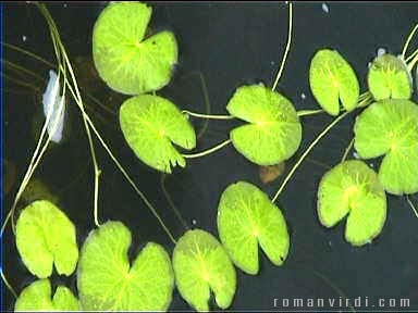 Water plants