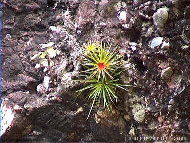 Bromeliad