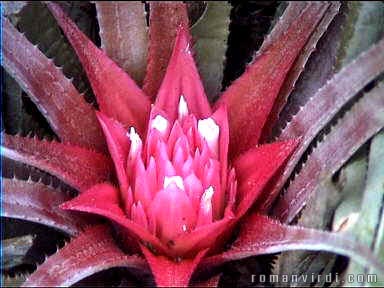 Bromeliad