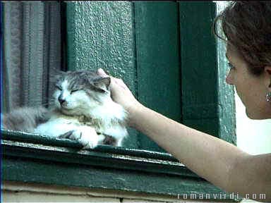 Pampered cat at Lençois