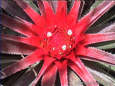 Bromeliad