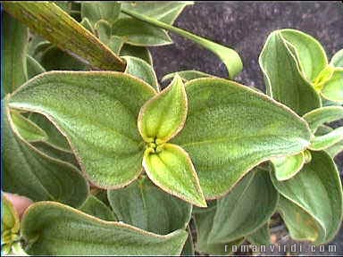 Plant at Poço Diabo 