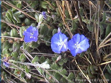 Flowers on Pai Inñcio