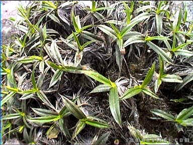 Plants on Pai Inñcio