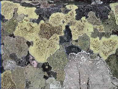 Patterned rock on Pai Inñcio