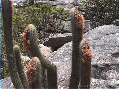 Bearded Cactii on Pai Inñcio