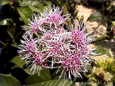 Flower on Pai Inñcio