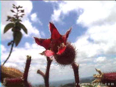 Flower on Pai Inñcio