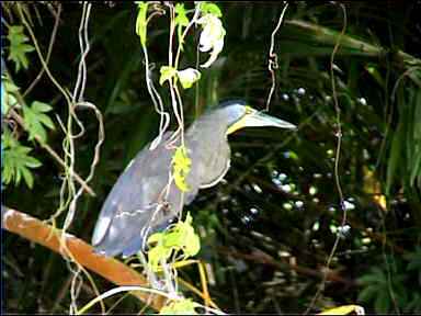 Tiger Heron