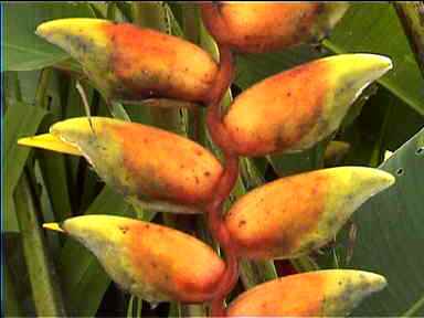 Heliconia at Tortuguero Lodge