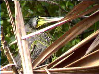 Tiger Heron, Tortugero, Costa Rica