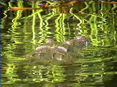 Alligator, Tortugero, Costa Rica