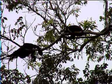 Lazy howler monkeys