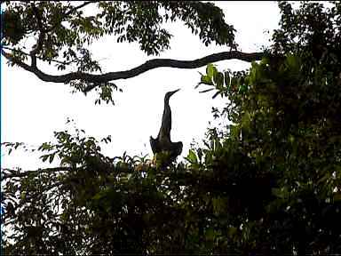 Heron in "Yoga" position