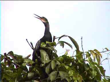 Bird relaxing on tree