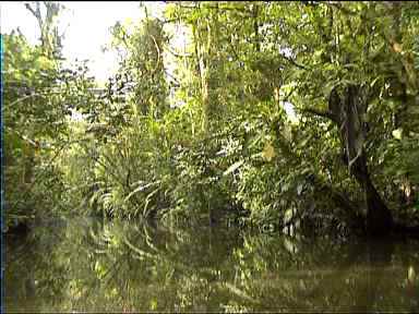 Tortuguero Canal scenery