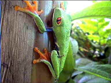 This Frog woke up after it "dropped" from it's leaf, Tortuguero Lodge, Costa Rica