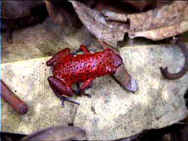 Dizzy Poison-arrow frog